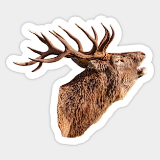 Red Deer Head in colour Sticker